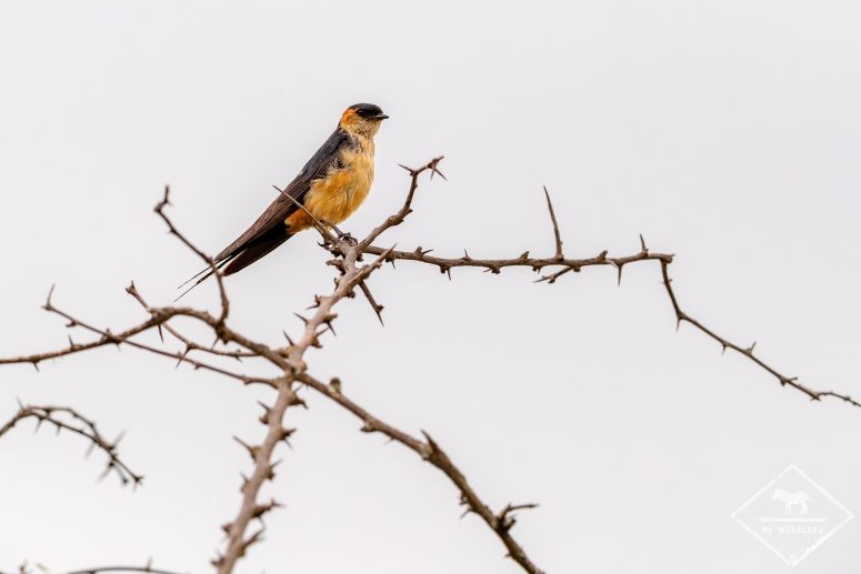 Hirondelle rousseline