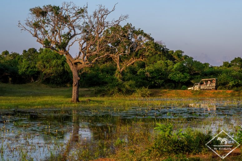 Safari dans le Parc national de Yala