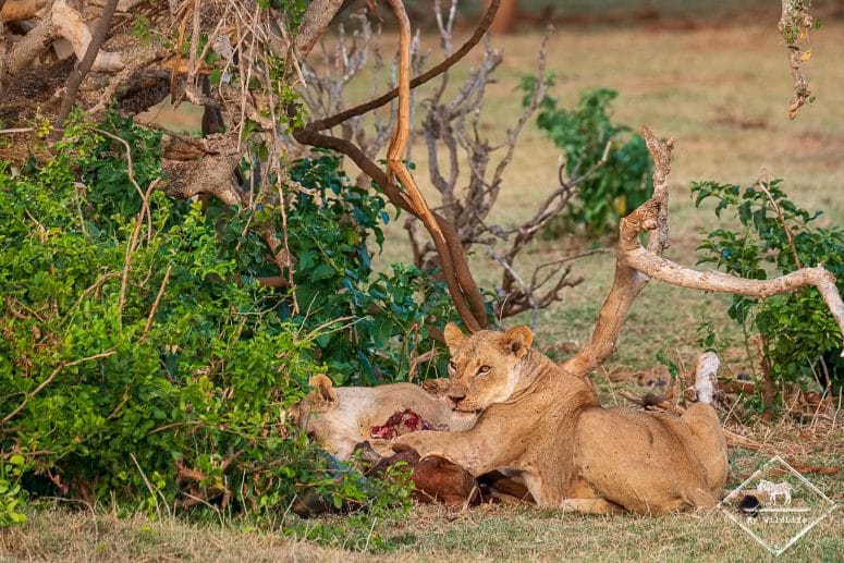 Lionnes, parc national Tsavo East