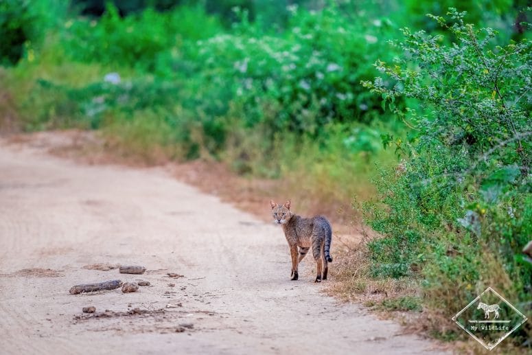 Chat de la jungle, parc national Udawalawe