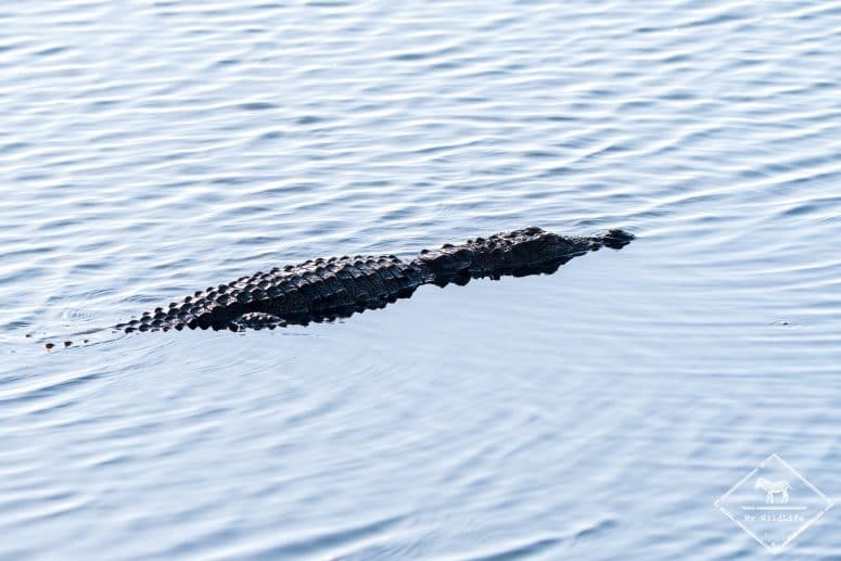 Crocodile, Parc national Bundala