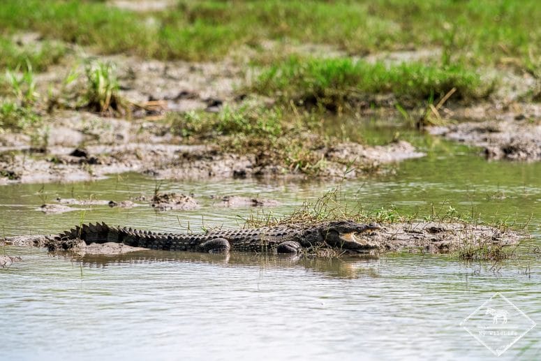 Crocodile, parc national Bundala