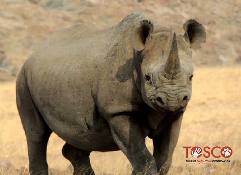 Tosco - protection des rhinocéros