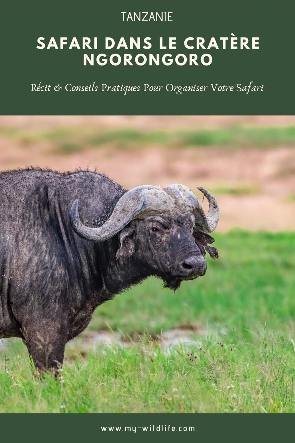 Cratère Ngorongoro, Tanzanie