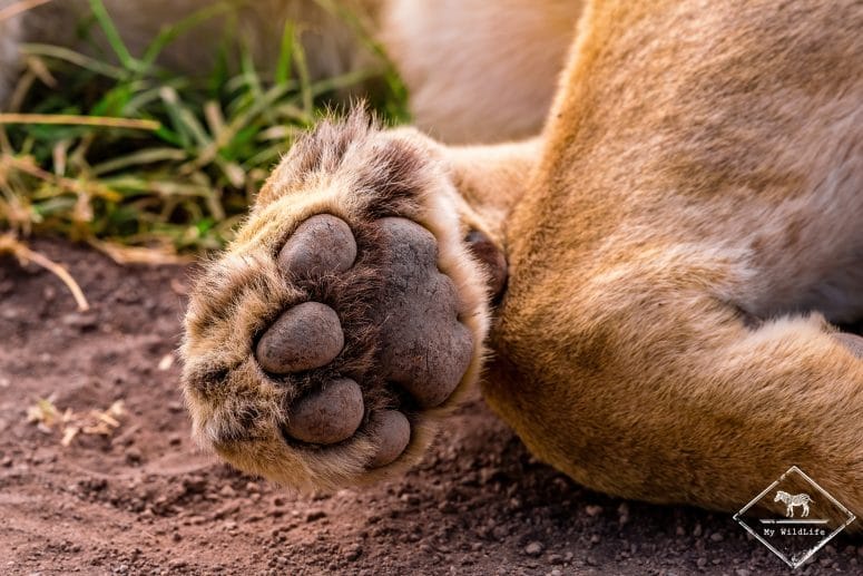 Patte de lion, Ngorongoro