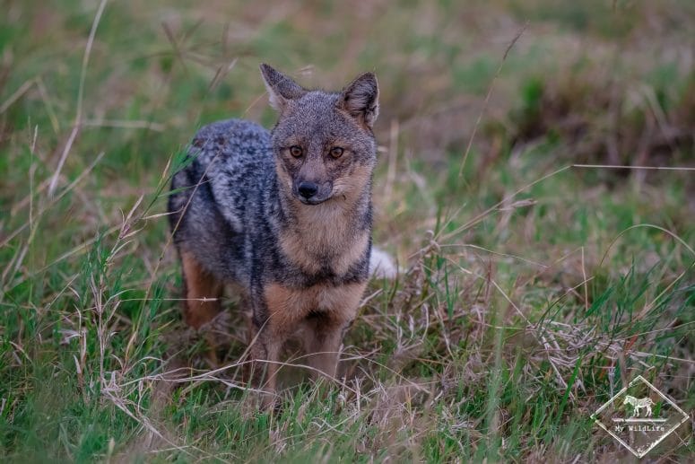 Chacal à flancs rayés