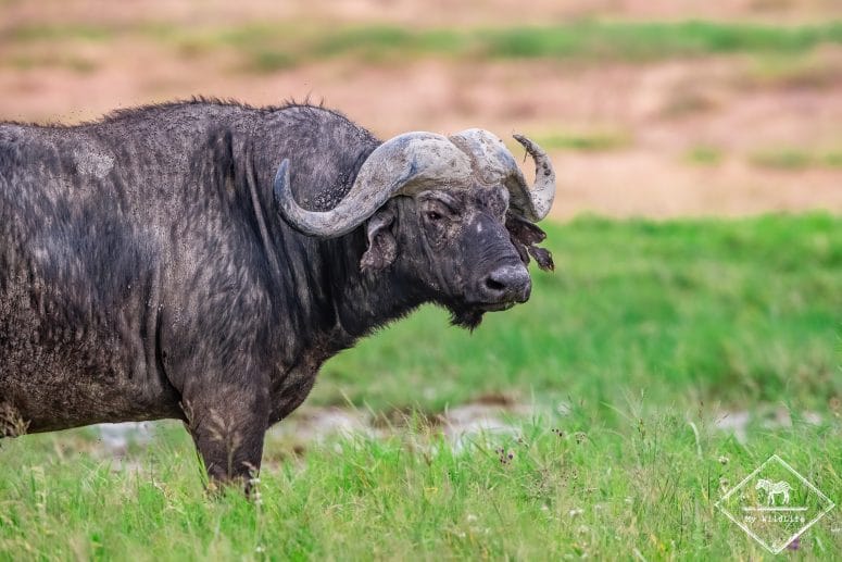 Buffle d'Afrique