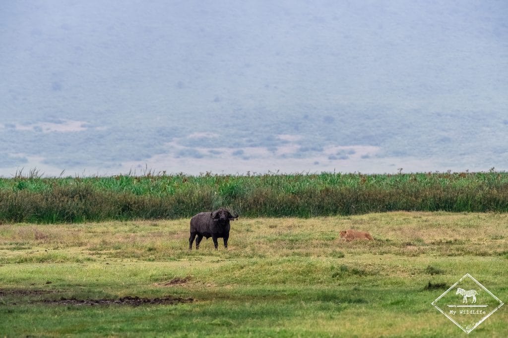 Attaque de lions sur un buffle