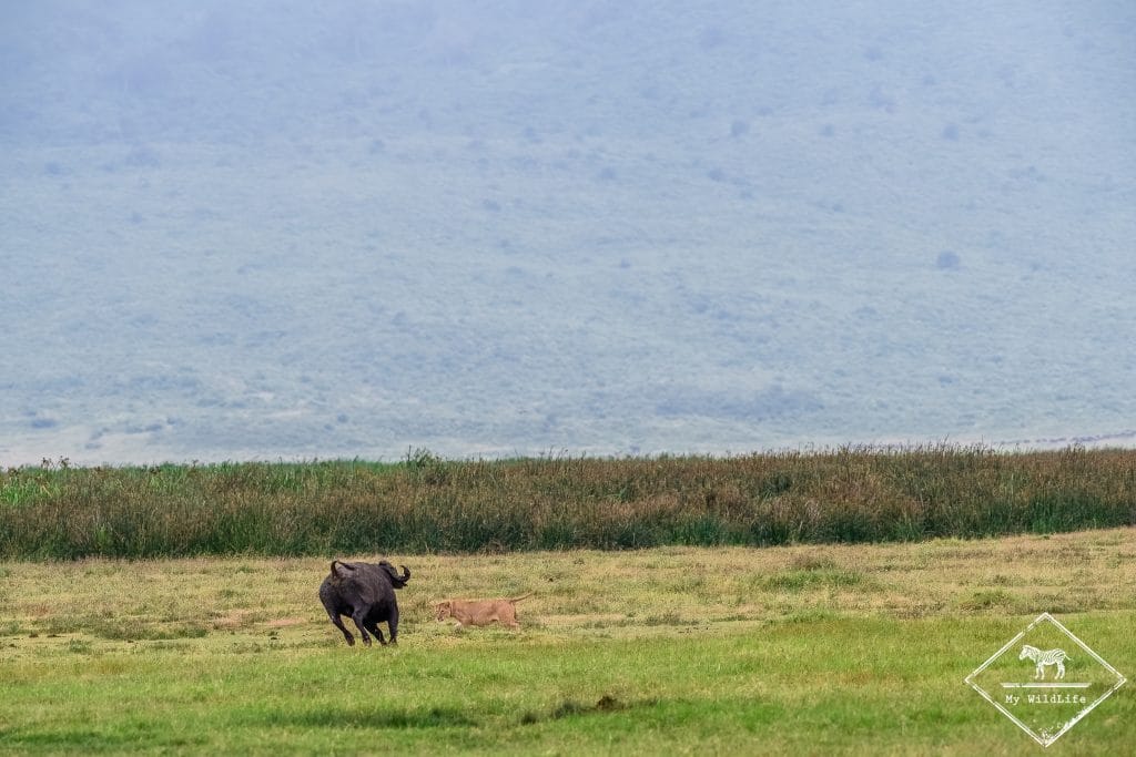 Attaque de lions sur un buffle
