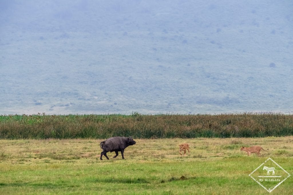 Attaque de lions sur un buffle