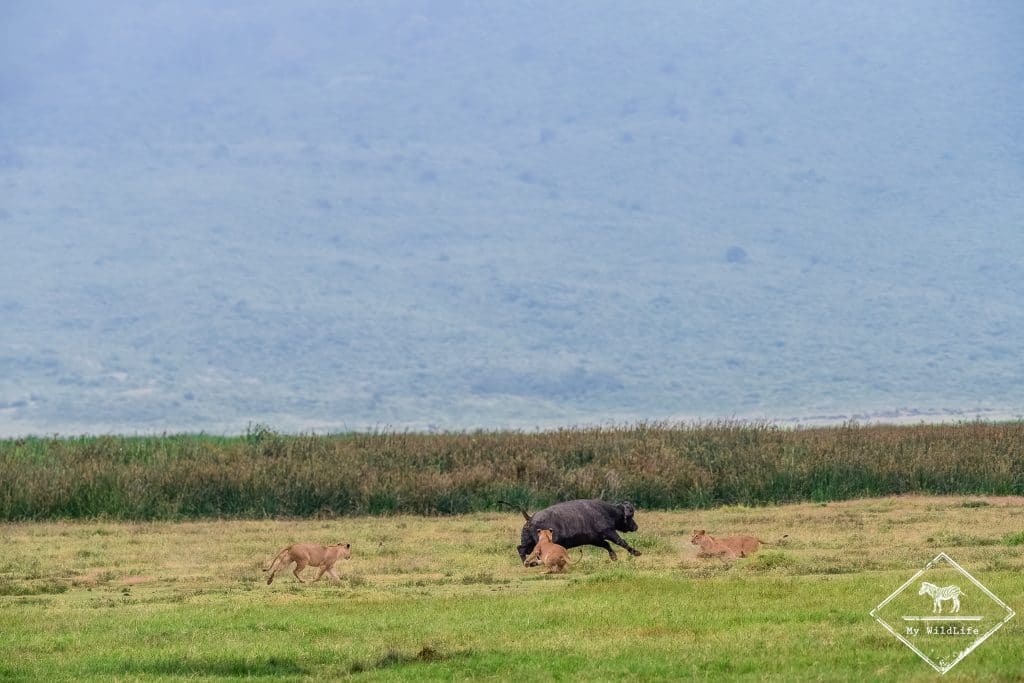 Attaque de lions sur un buffle
