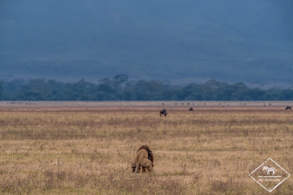 Accouplement de lions