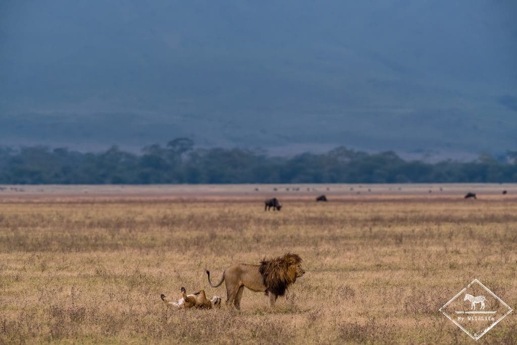 Juste après l'acte sexuel