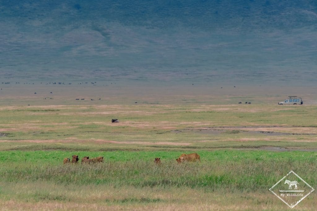Hyènes tachetées et lionnes