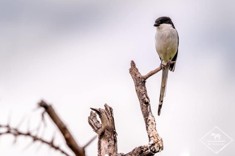 Pie-grièche à longue queue
