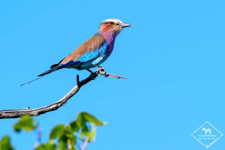 Rollier à longs brins, Klaserie Private Nature Reserve