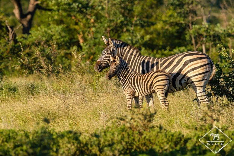 Zèbres des plaines, Klaserie Private Nature Reserve