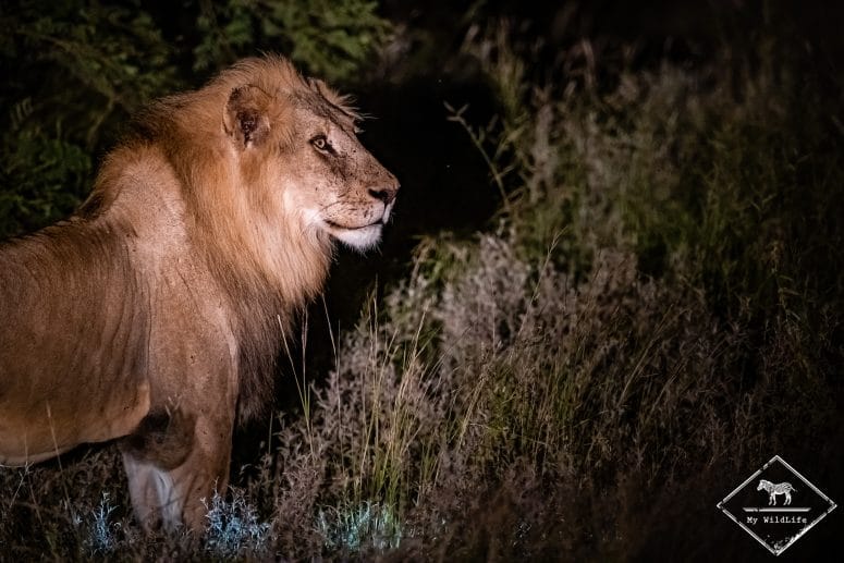 Lion, Klaserie Private Nature Reserve