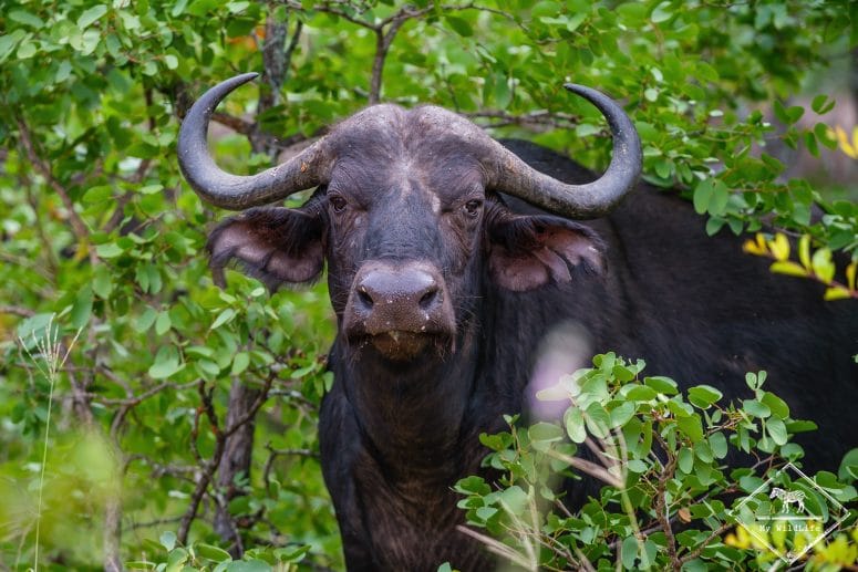 Buffle, Klaserie Private Nature Reserve