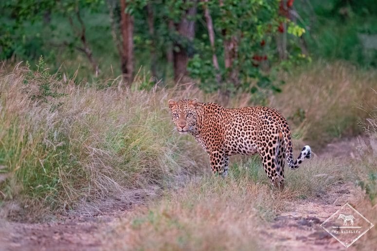 Léopard, Klaserie Private Nature Reserve
