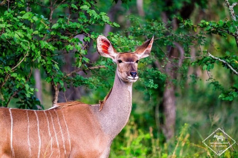 Grand koudou, Klaserie Private Nature Reserve