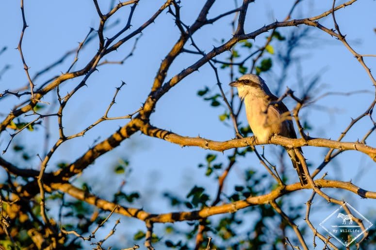 Pie-grièche à poitrine rose, Klaserie Private Nature Reserve