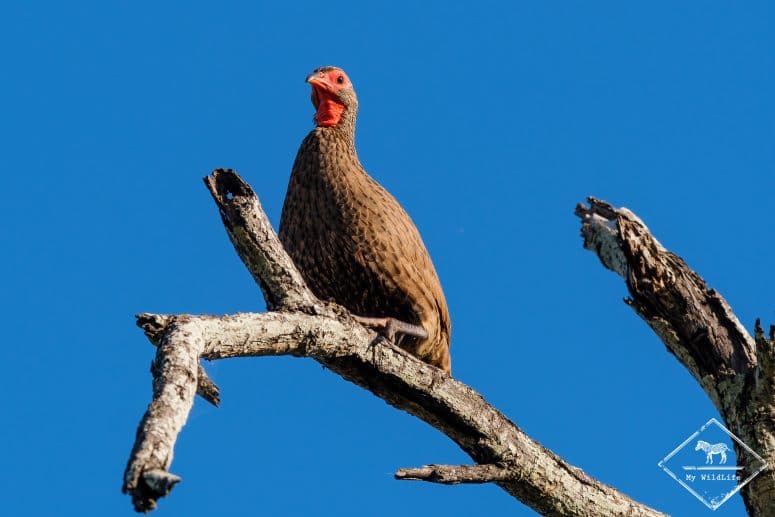 Francolin de Swainson, Klaserie Private Nature Reserve
