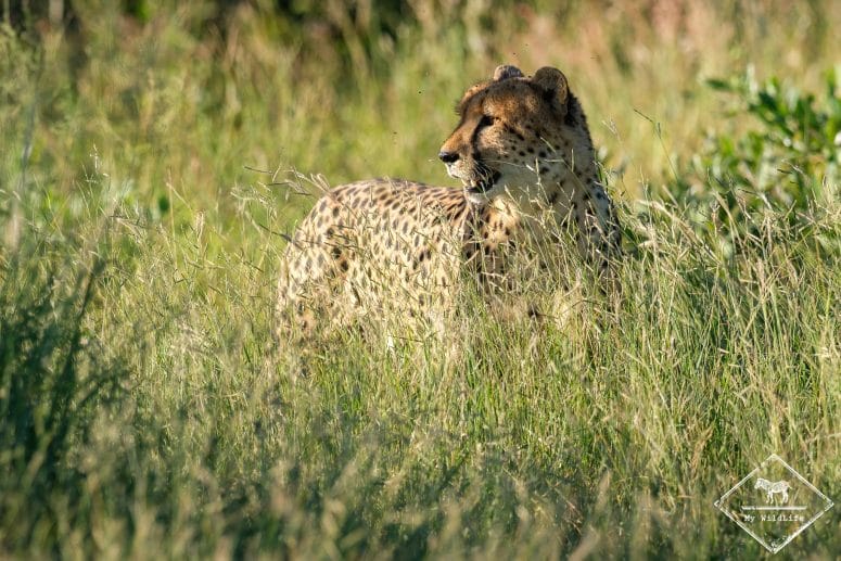 Guépard, Klaserie Private Nature Reserve