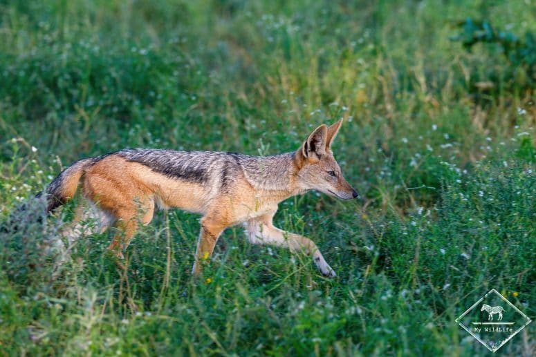 Chacal à chabraque, Klaserie Private Nature Reserve