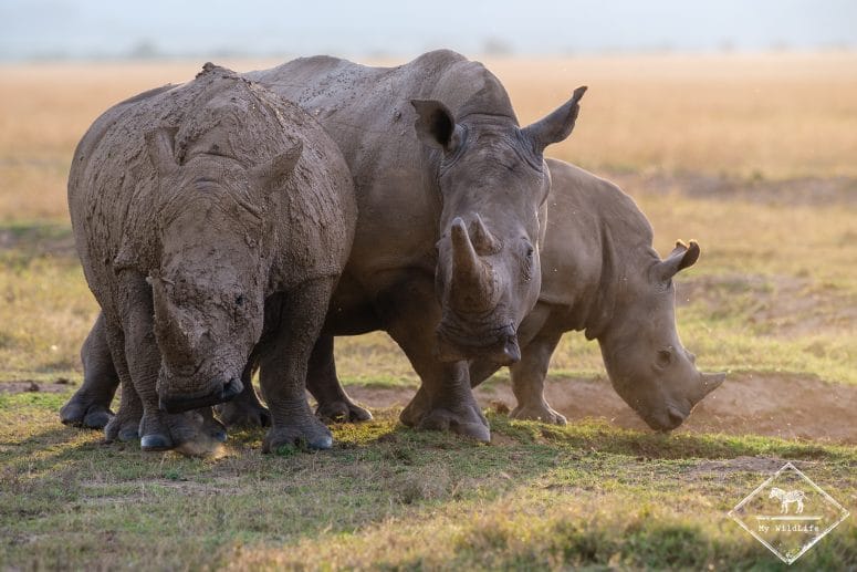 Rhinocéros blancs, Ol Pejeta Conservancy