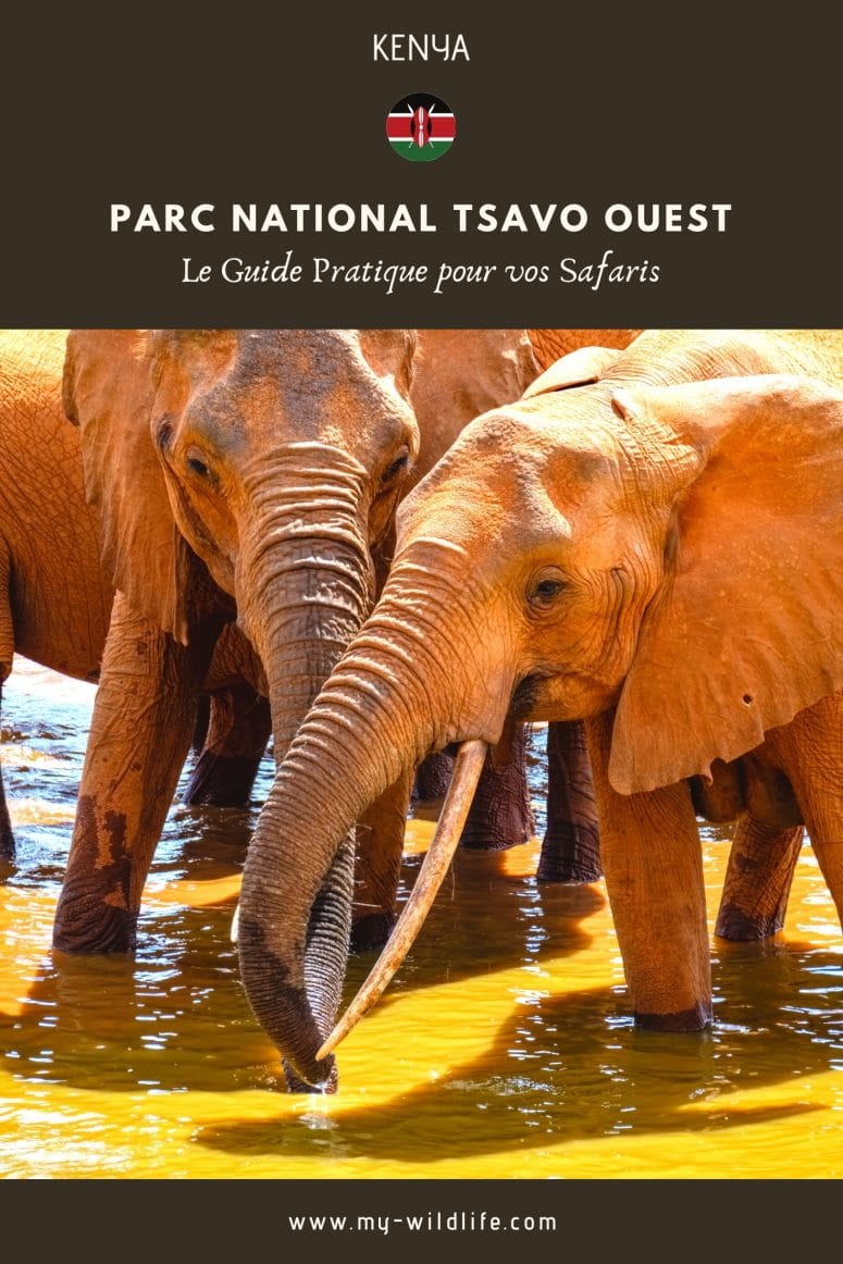 Partagez mon guide du parc national Tsavo Ouest sur Pinterest