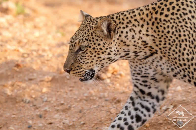 Léopard, Réserve Nationale Samburu