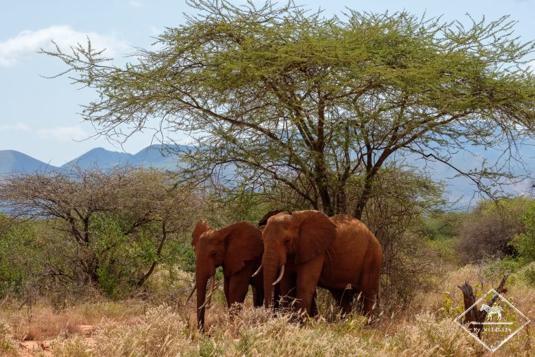 Eléphants, parc national Tsavo Ouest