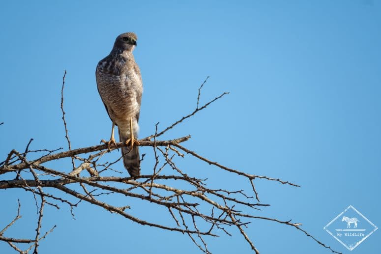 Autour à ailes grises, parc national Tsavo Ouest