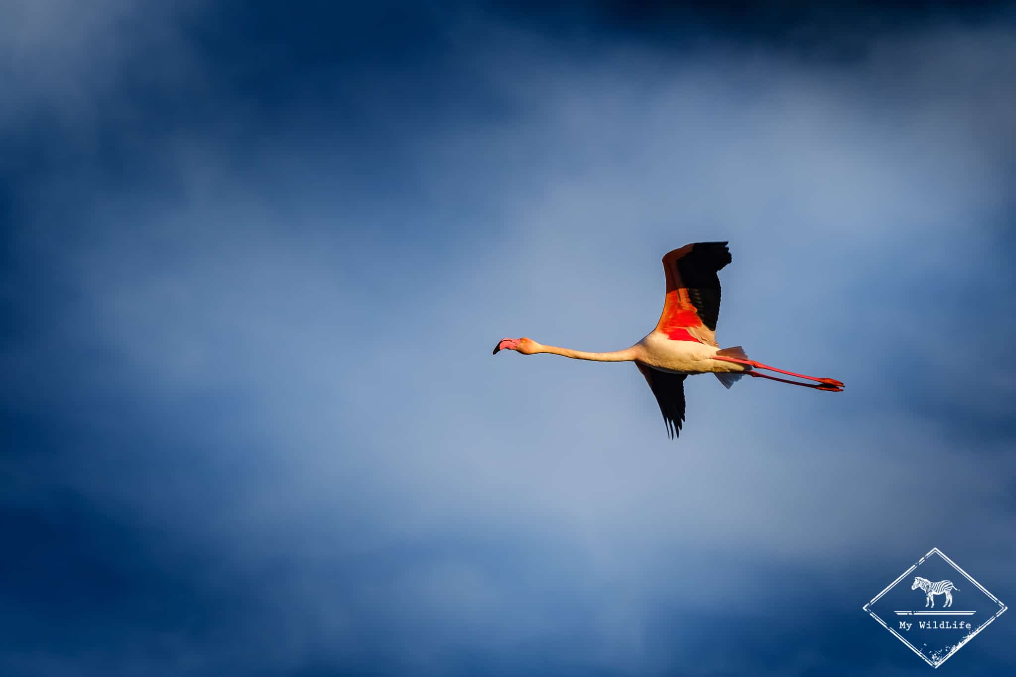 Flamant rose en vol, parc ornithologique de Pont de Gau