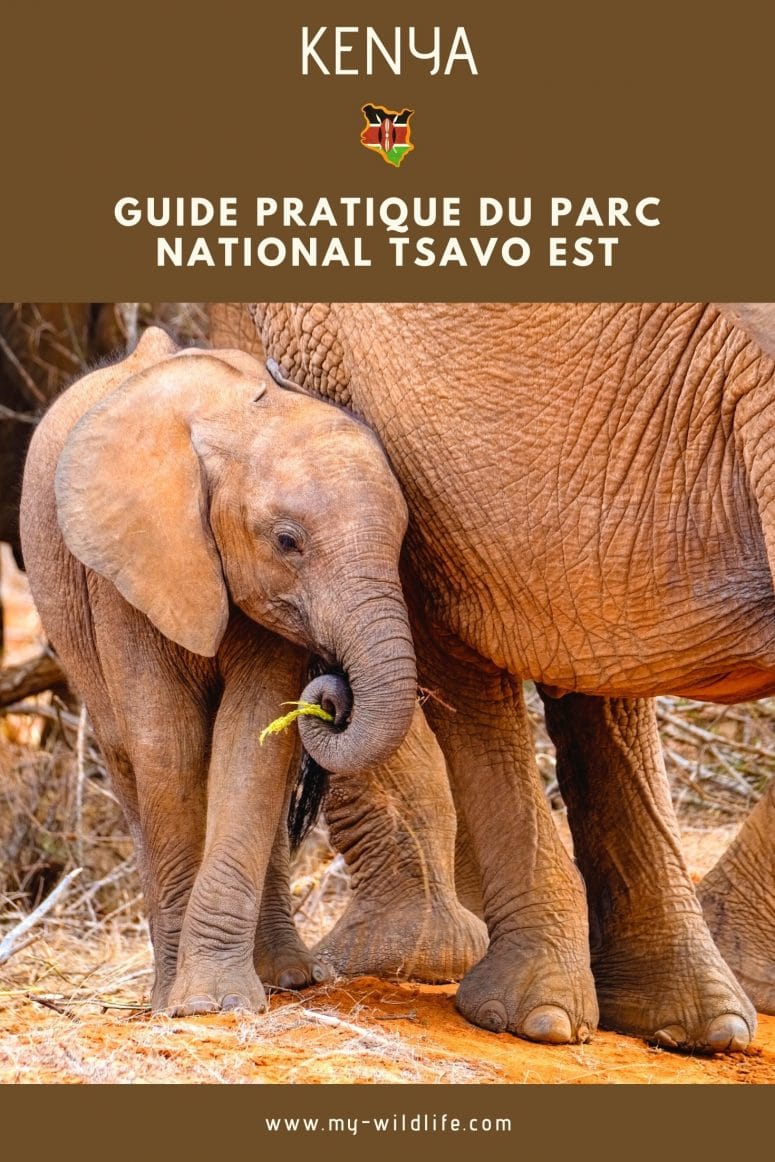 Partage mon guide de Tsavo Est sur Pinterest
