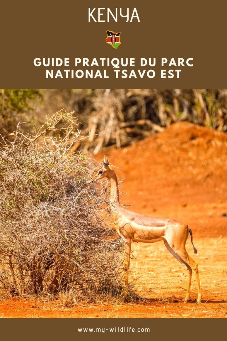 Partage mon guide de Tsavo Est sur Pinterest