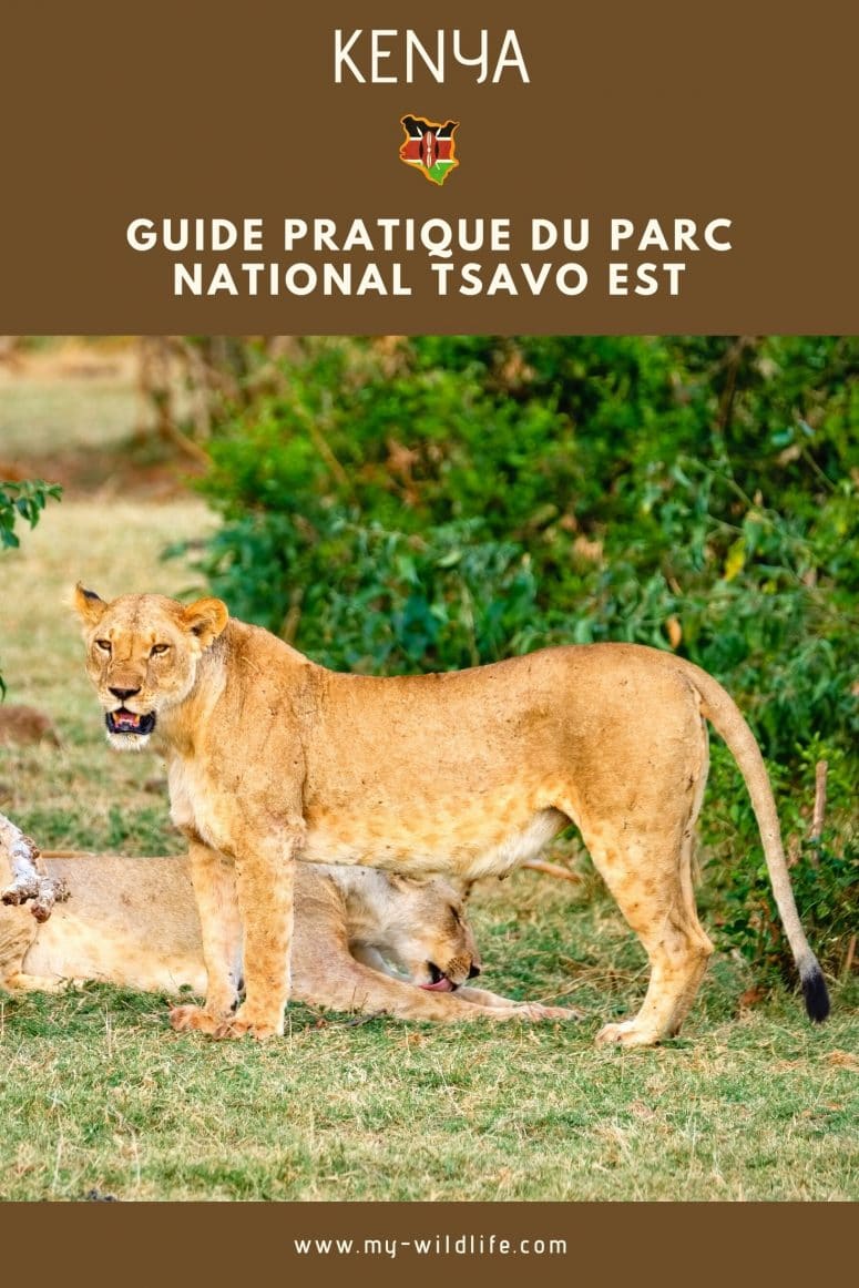 Partage mon guide de Tsavo Est sur Pinterest