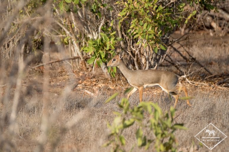 Dik-dik, parc national Tsavo Est