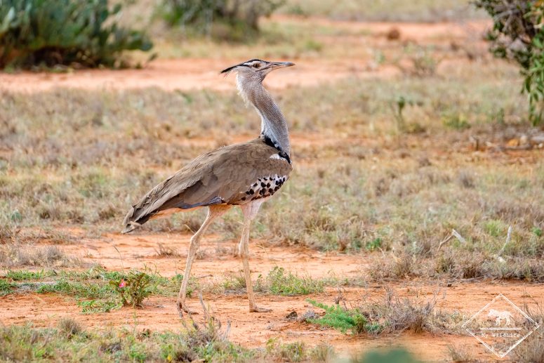 Outarde kori, parc national Tsavo Est