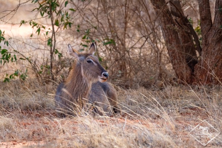 Cobe, parc national Tsavo Est