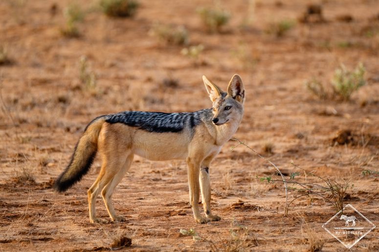 Chacal à chabraque, parc national Tsavo Est