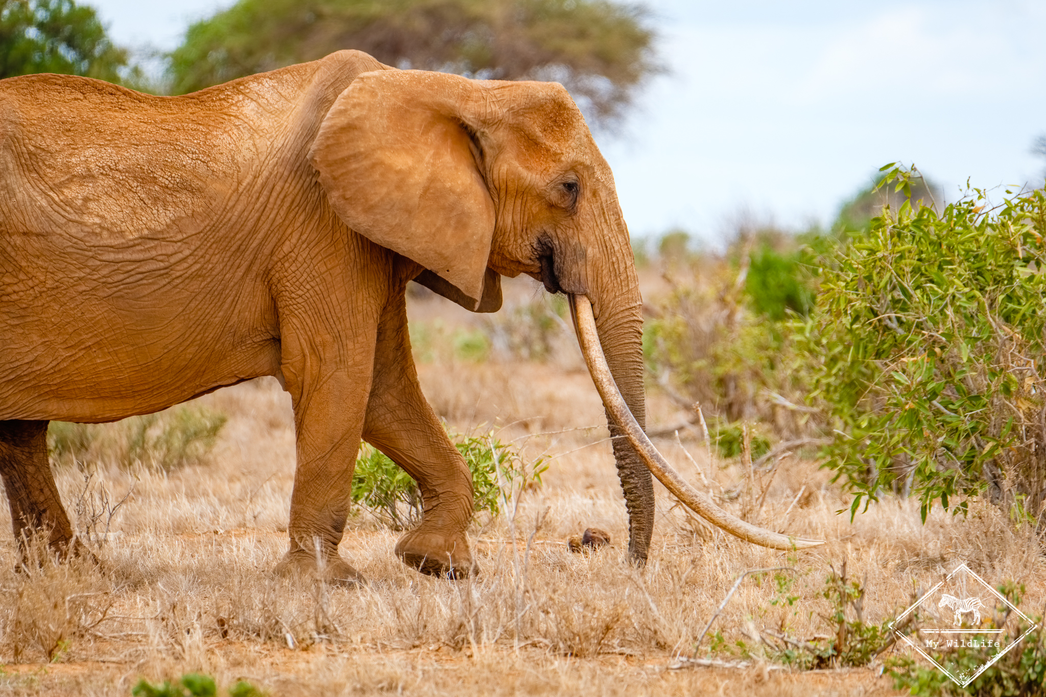 Guide pratique de vos safaris à Tsavo Est