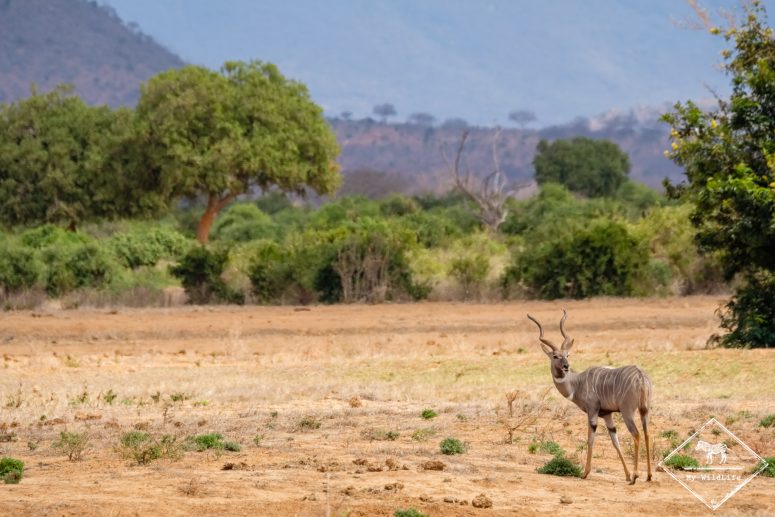 Petit koudou, parc national Tsavo Est