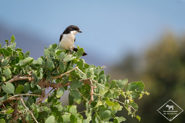 Pie-grièche des Teita, parc national Tsavo Est