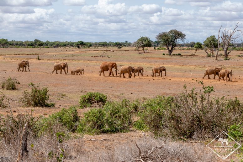 Eléphants, parc national Tsavo Est