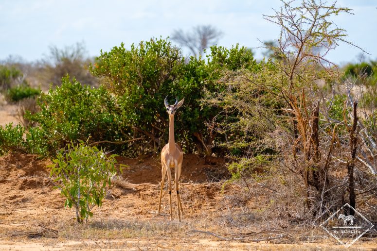 Gérénuk, parc national Tsavo Est
