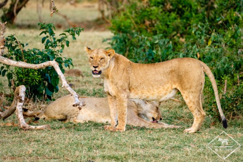 Lionnes, parc national Tsavo Est