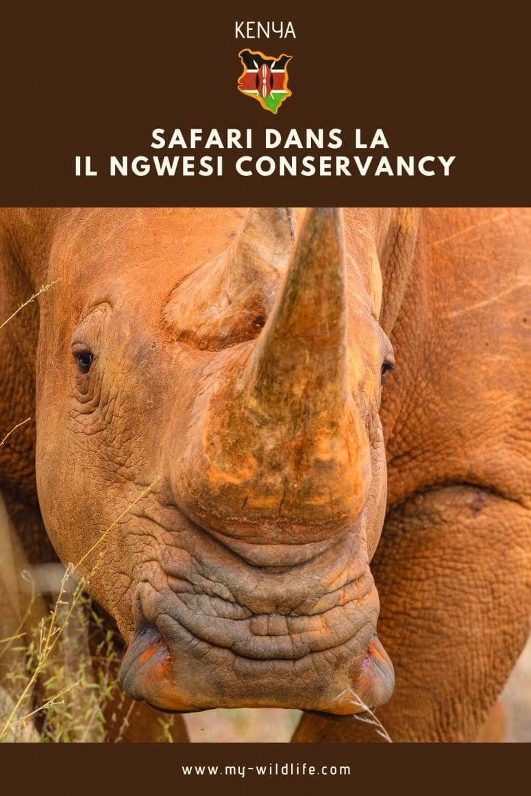 Safari à Il Ngwesi conservancy