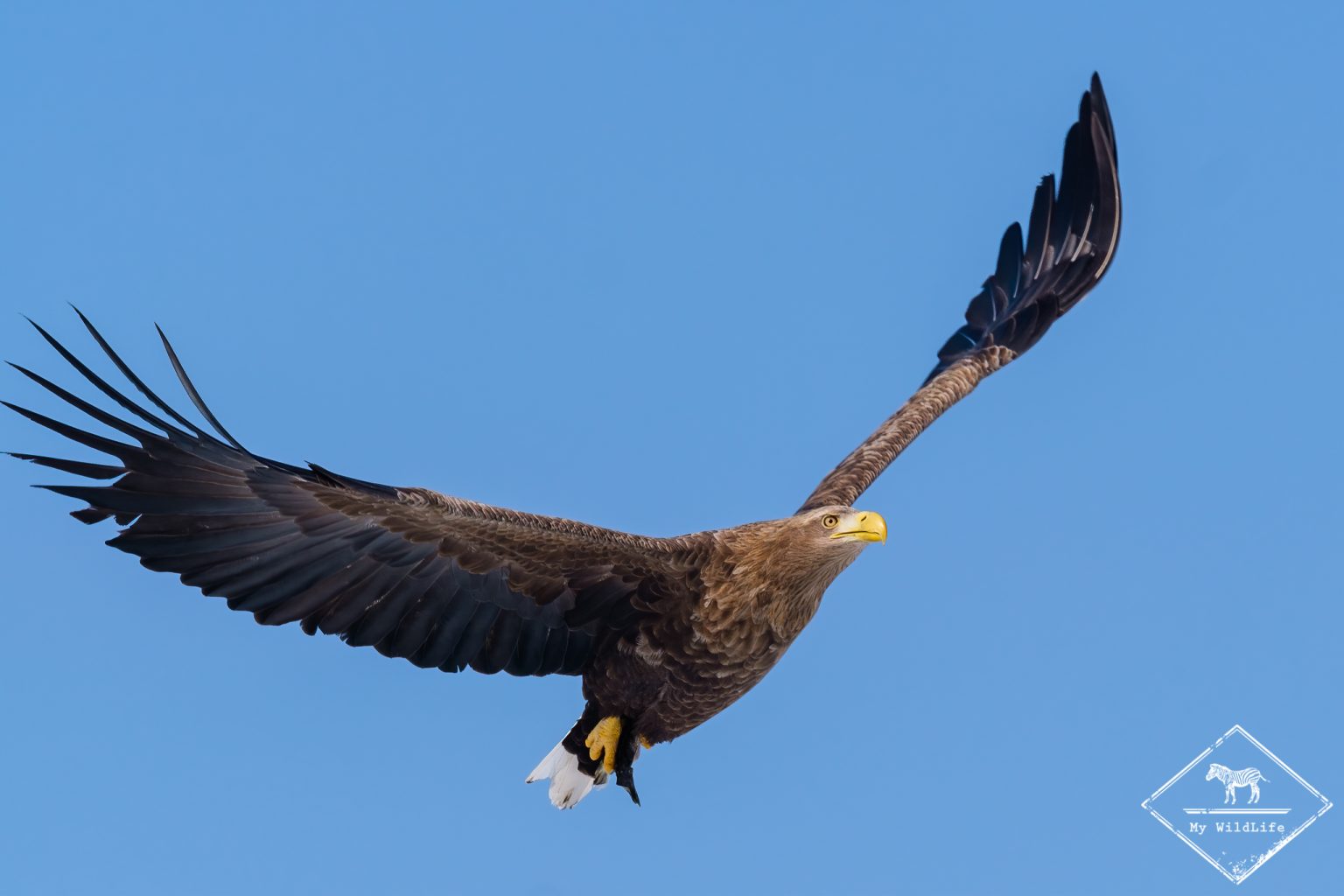 Aigle De Grande Envergure En 6 Lettres